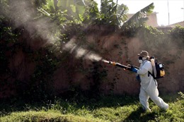 IAEA và cuộc chiến chống muỗi Zika 